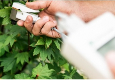 如何测量叶片蒸腾速率