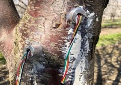 基于 FloraPulse 微型张力计的四大果树水分生理监测研究进展